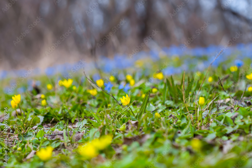 Fototapeta premium beautiful spring forest glade covered by blue snowdrop flowers
