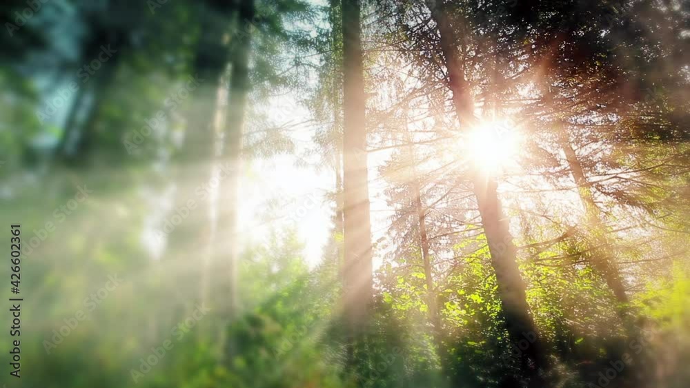 morning in the forest. the sun's rays pass through trees morning in the forest. the sun's rays pass through trees