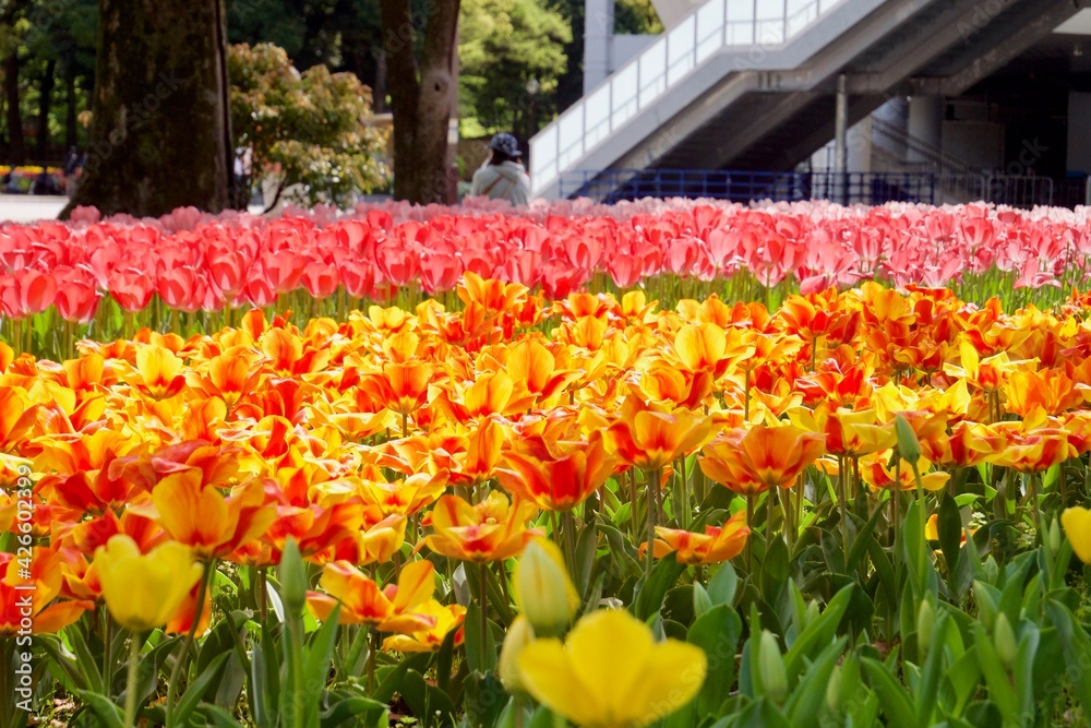 チューリップ　花壇