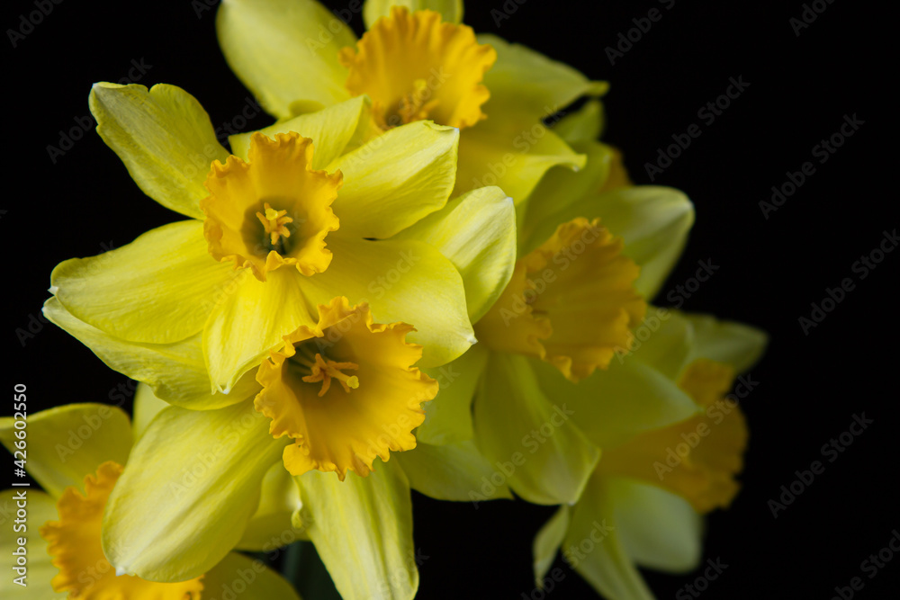 Daffodils on a black background. Yellow flowers on a dark background. First spring flowers Daffodils on a black background. Yellow flowers on a dark background. First spring flowers