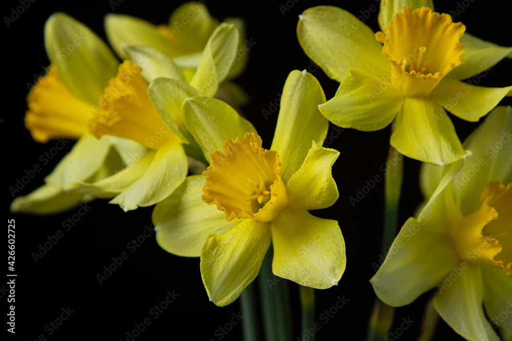 Daffodils on a black background. Yellow flowers on a dark background. First spring flowers Daffodils on a black background. Yellow flowers on a dark background. First spring flowers