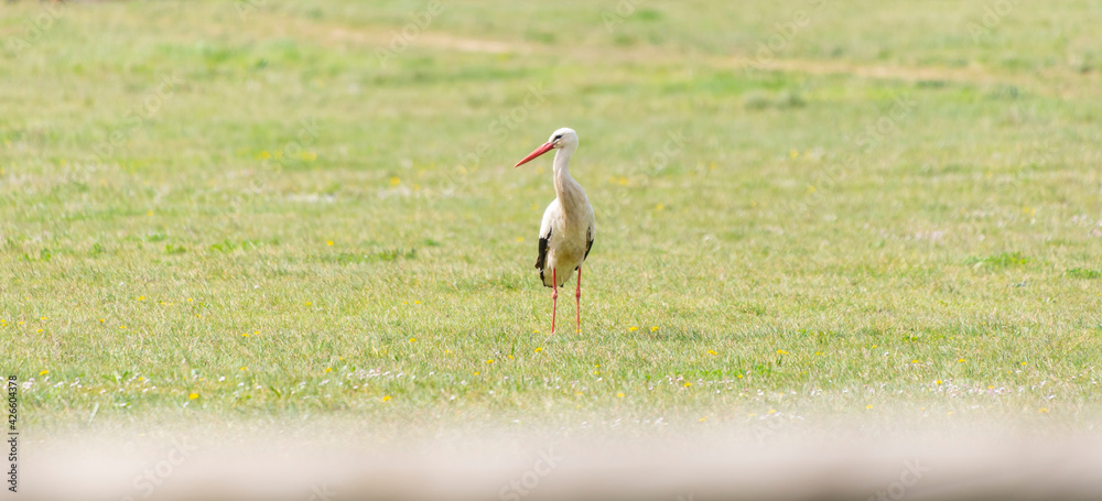 Fototapeta premium An adult white stork stands on a green meadow at the beginning of spring. Taken in Burgos, Spain, in April 2021.