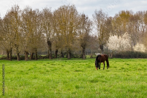 view of horse in meadow
