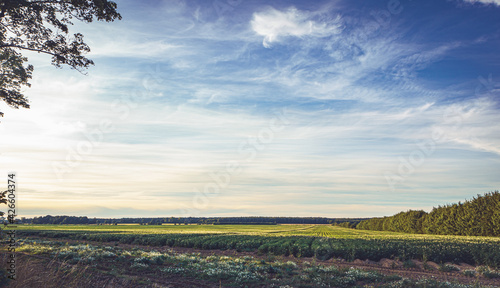 Stimmungsvoller Sonnenaufgang in Danzig im Sommer. Sonnenaufgang in schrillen Farben an einem einsamen, verlassenen Feld mitten im Niergendwo mit Wiesen und Felder in der Morgensonne photo