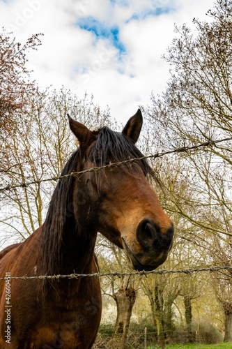 portrait of horse in meadow photo