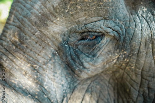 Focus on Elephant eye. Life style of elephant at elephant camp in Pattaya Elephant Jungle Sanctuary, Thailand.