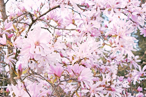 star magnolia photo