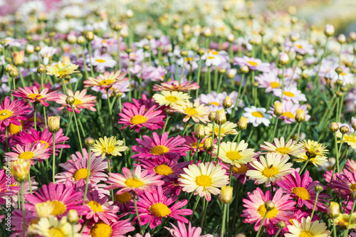 Multicolored cultivated flowers Marguerite daisy close-up on agricultural field