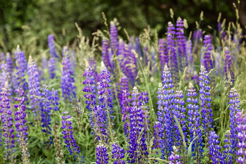 Obraz premium Purple wildflowers in a field in daylight.