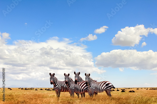  Wild zebras in the African savanna against the beautiful blue sky with white clouds. Wildlife of Africa. Tanzania. Serengeti national park. African landscape. Copy space.