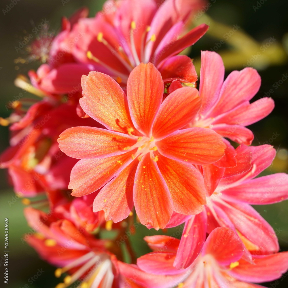 Fototapeta premium Gartenblumen