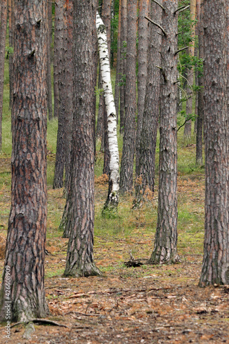 trunks of coniferous trees in the forest with one trunk of birch