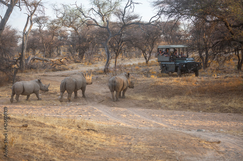 Rhinoceros in Etosha National Park of Namibia, Southern Africa.