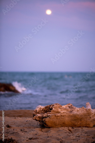 the sea at sunset, the moon and a log thrown by the sea on a sandy beach