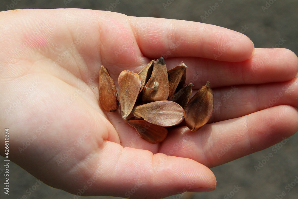 Buchenfrucht, Bucheckern, Buchennuesse, Obst, Buche, Tiernahrung, Geisa, Thueringen, Deutschland, Europa -- Beech fruit, beech nuts, beech nuts, fruit, beech, pet food, Geisa, Thuringia, Germany, Eu Buchenfrucht, Bucheckern, Buchennuesse, Obst, Buche, Tiernahrung, Geisa, Thueringen, Deutschland, Europa -- Beech fruit, beech nuts, beech nuts, fruit, beech, pet food, Geisa, Thuringia, Germany, Eu