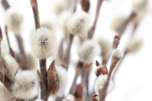 Pussy willow fluffy tiny spring opened buds with branches on light background macro