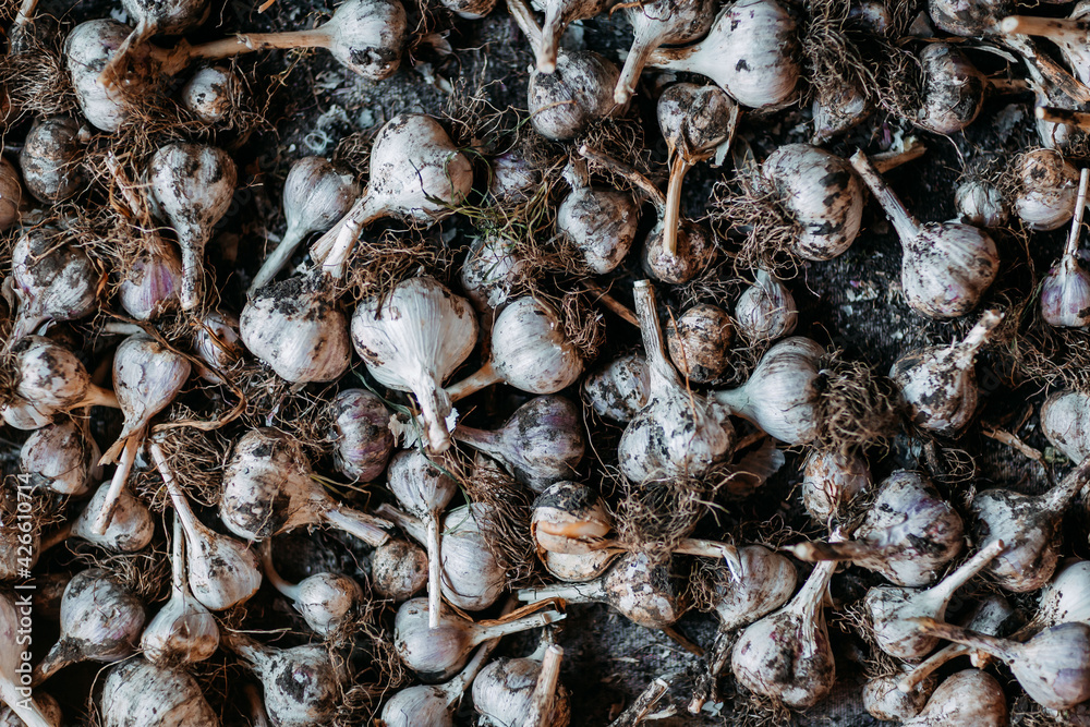 Fresh head of garlic in soil. Garlic harvest. Fresh head of garlic in soil. Garlic harvest.