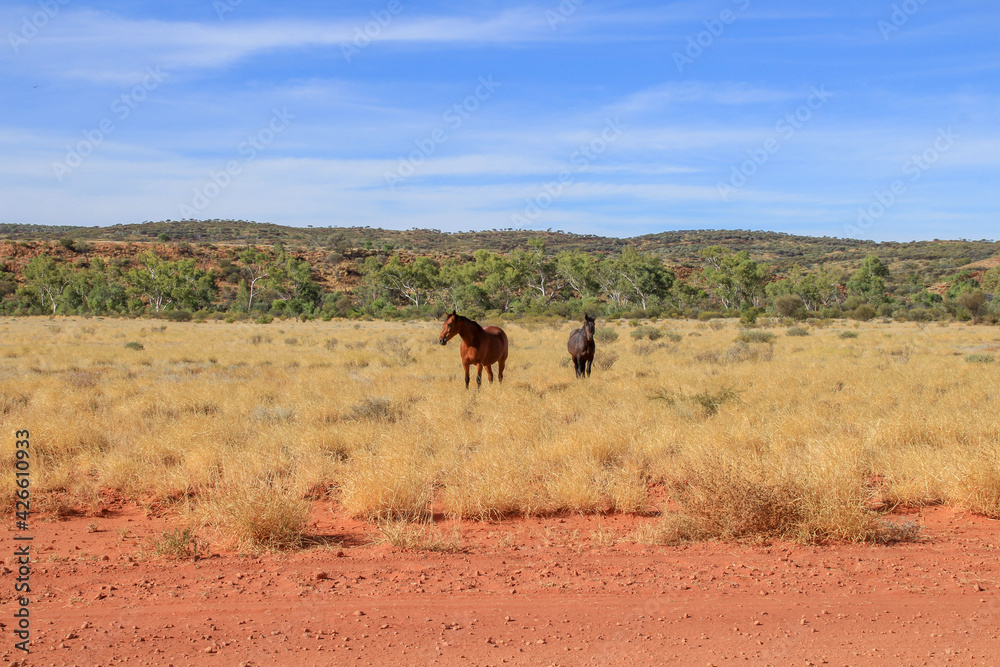 horse in the desert horse in the desert