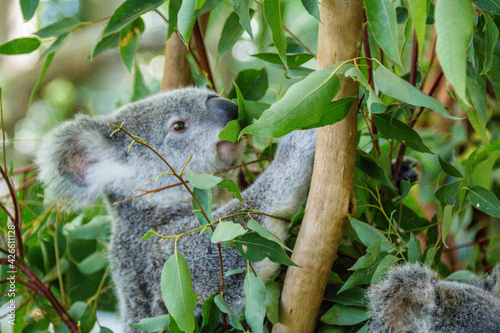 Photography koala in tree
