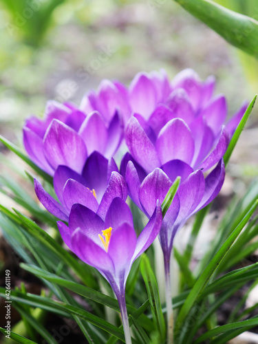 Spring flowers crocuses in the natural environment, spring greeting card