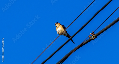Swallow perched on power lines 