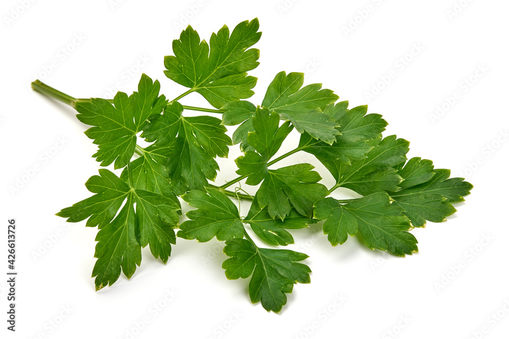 Fresh organic parsley, isolated on a white background Fresh organic parsley, isolated on a white background