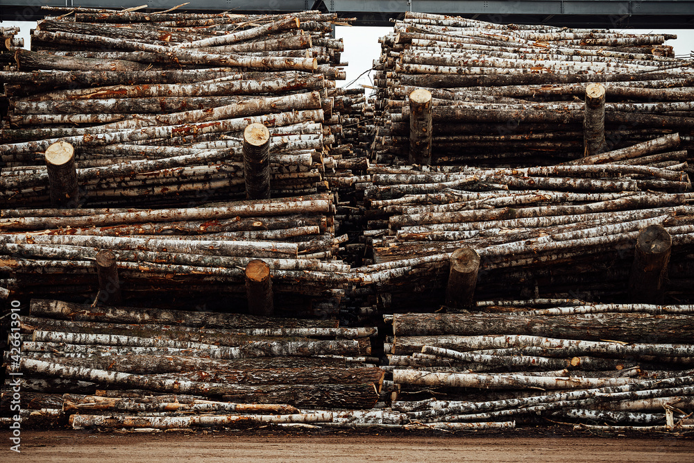 stacks of trees in the factory. a lot of sawn wood is in the warehouse. manufacturing industry of natural resources. deforestation for raw materials stacks of trees in the factory. a lot of sawn wood is in the warehouse. manufacturing industry of natural resources. deforestation for raw materials