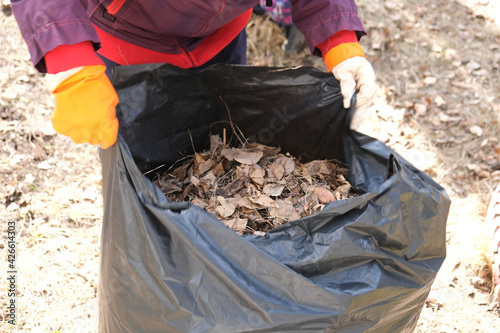 Woman collects trash in the bag. Cleaning the area from dry leaves and grass. Spring cleaning in the garden