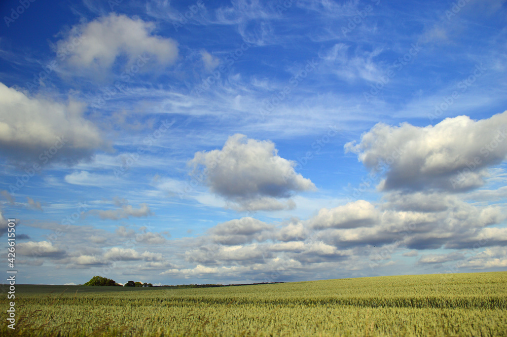 Bright blue sky with white fluffy clouds and grass swaying in the breeze. 