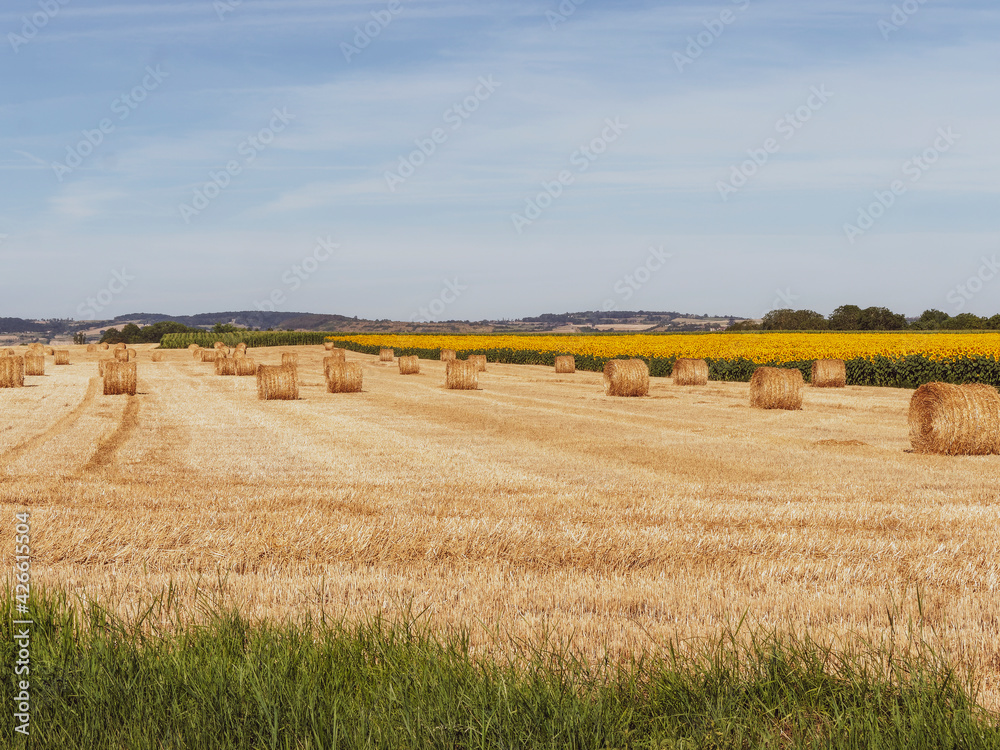 Fototapeta premium La Grande Limagne au centre de l'Auvergne entre Allier et la Chaine des Puys. Paysage de Champ de tournesol et champ de blé moissonné