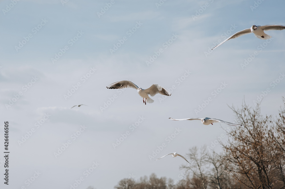 Obraz premium A flock of beautiful white, gray seagulls fly, soar in the spring time against the background of the blue sky and clouds in nature with trees.