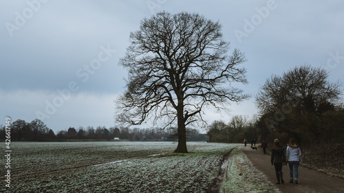 Winter tree silhouette