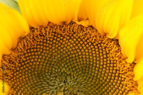 Close up, beautiful shot of a sunflower.
