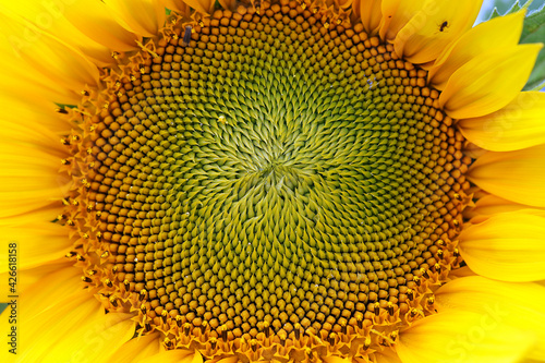 Close up, beautiful shot of a sunflower.