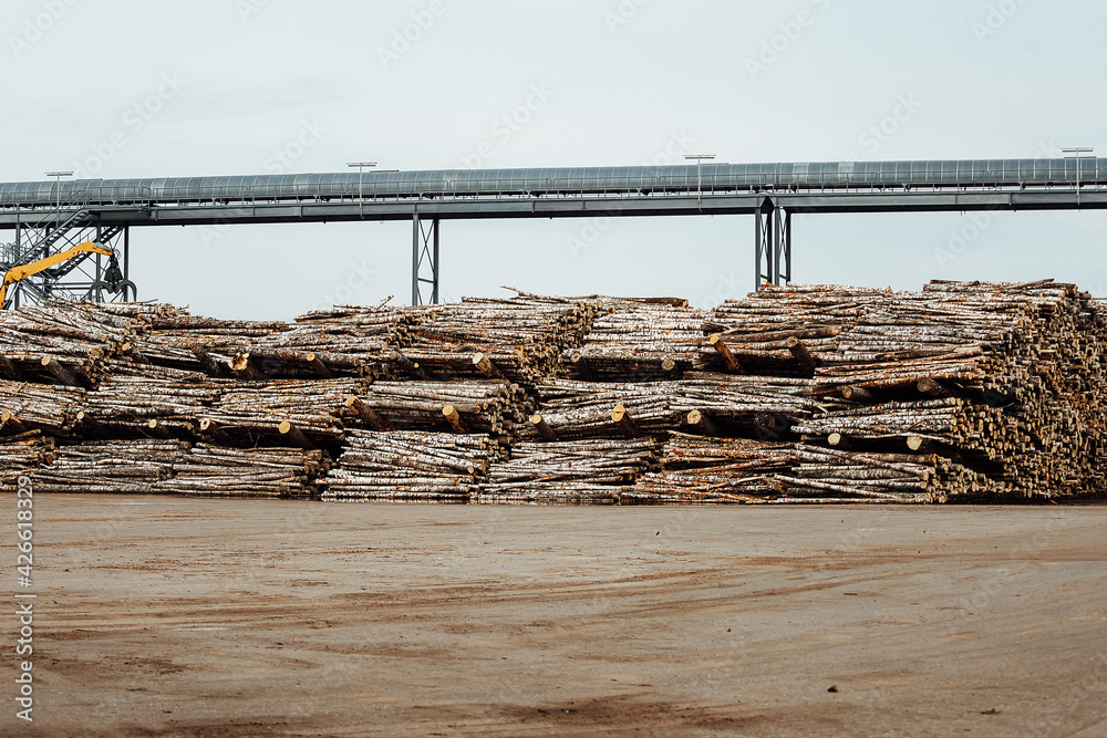 the texture of many tree trunks. the sawn-down tree trunks are stored in the warehouse of an industrial enterprise. deforestation for the production of wood products the texture of many tree trunks. the sawn-down tree trunks are stored in the warehouse of an industrial enterprise. deforestation for the production of wood products