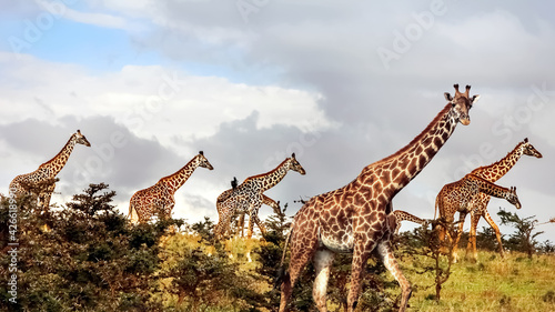 Photography Group of giraffes in the African savannah
