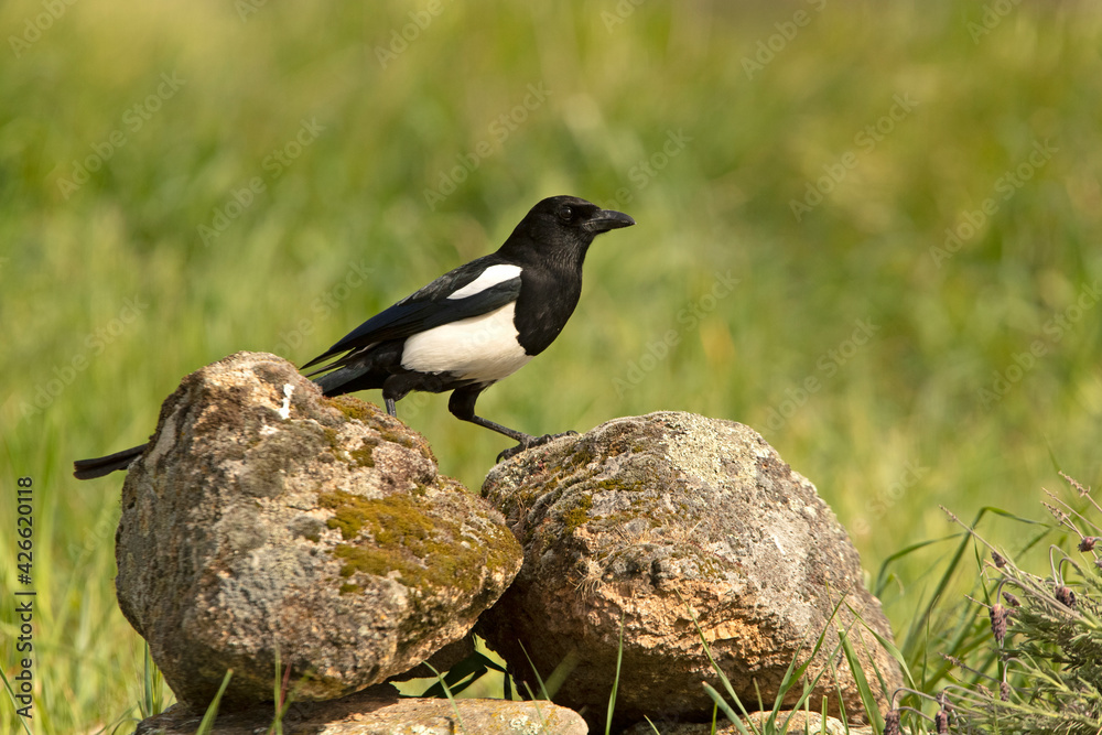 Common magpie at his favorite innkeeper in the late afternoon lights Common magpie at his favorite innkeeper in the late afternoon lights