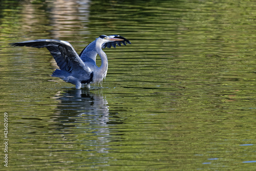 A grey heron opens its wings in the middel of the river photo