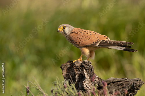 Bild auf Leinwand Male Common kestrel at his favorite perch in the late afternoon lights