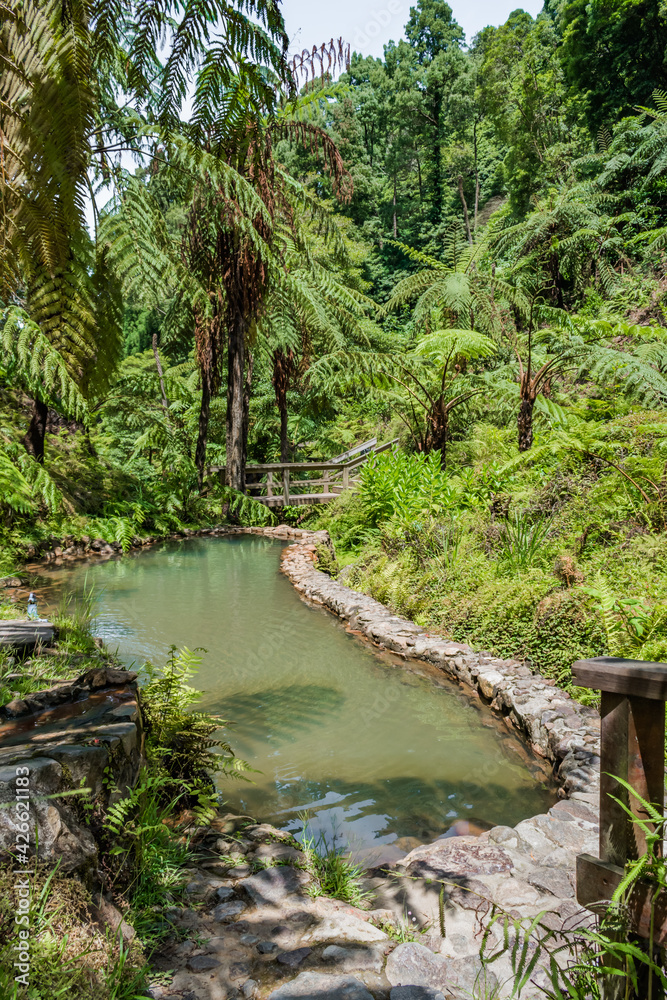 Hot pool with geothermal geyser water and tropical tree ferns in Caldeira Velha, São Miguel - Azores PORTUGAL