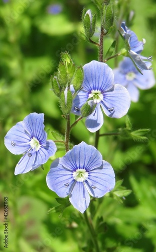 Blue veronica flowers in the garden on natural green leaves background  photo