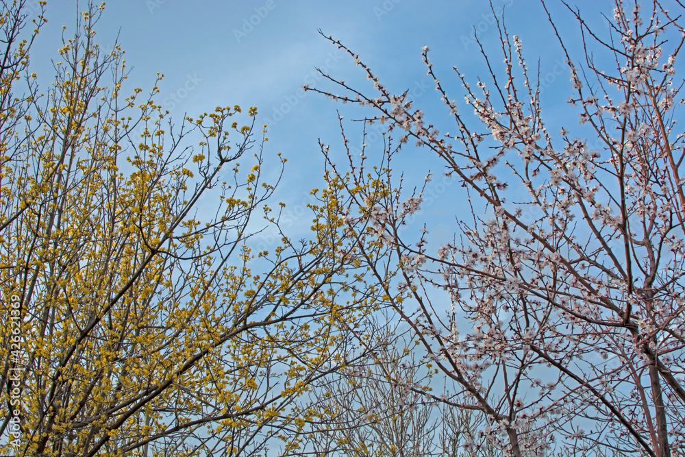 Blooming apricot and dogwood trees side by side. Smart blur applied.a beautiful spring background.Yellow,white and red color. Blooming apricot and dogwood trees side by side. Smart blur applied.a beautiful spring background.Yellow,white and red color.