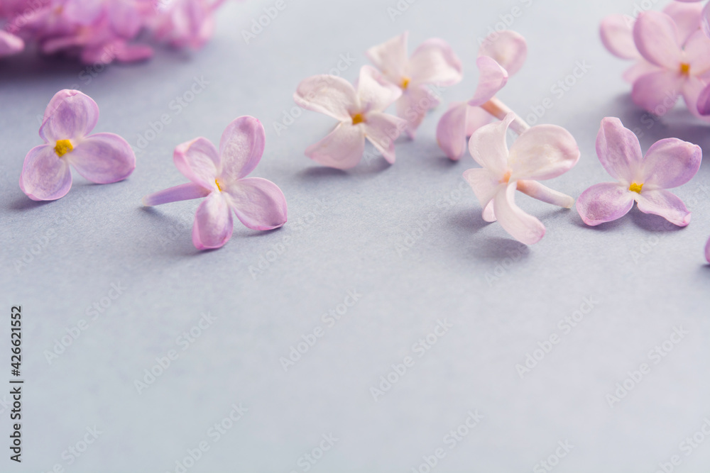 Fototapeta premium Floral spring purple lilac art design on grey background with copy space