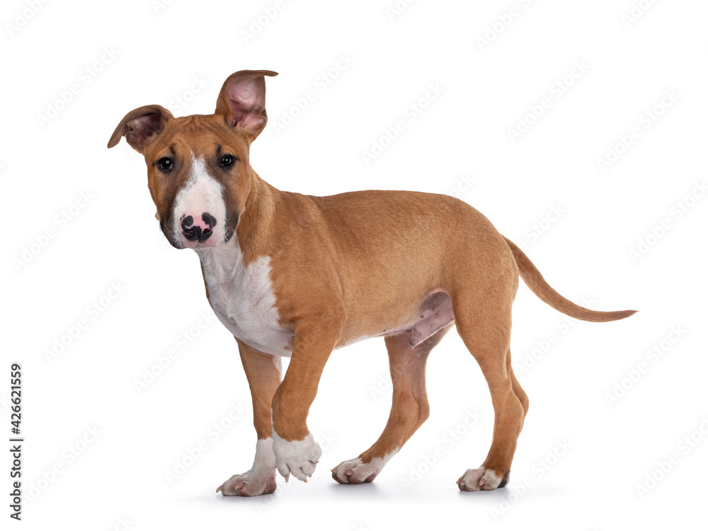 Handsome brown with white Bull Terrier dog, walking side ways. Looking straight at camera. Isolated on white background.