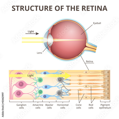 eyeball in section, structure of the retina, close-up