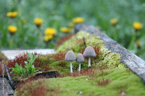 Mushroom