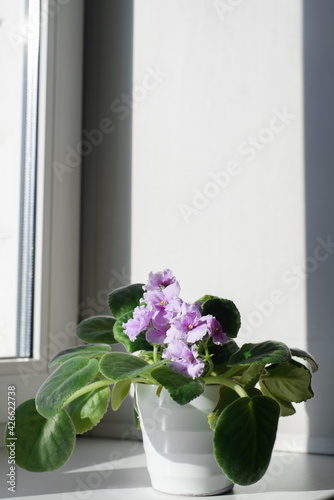 Homemade small flower in a pot indoors on a windowsill  close-up. Beautiful violet. Vertical photo