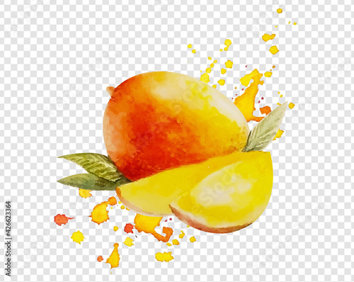 Watercolor Mango Isolated Transparent Background, Vector Illustration