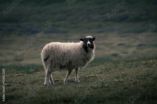 White sheep with black head on grass on Faroe Islands, moody light.