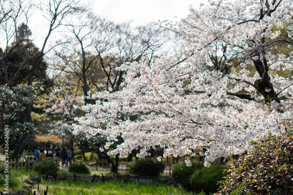 Beautiful spring cherry blossoms in Japan Beautiful spring cherry blossoms in Japan